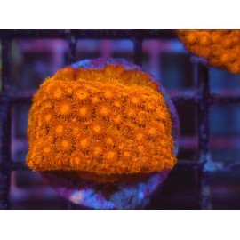 WWW TSA HI-C CYPHASTREA