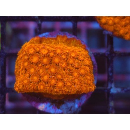 WWW TSA HI-C CYPHASTREA