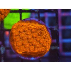 WWW TSA HI-C CYPHASTREA