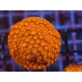 WWW TSA HI-C CYPHASTREA