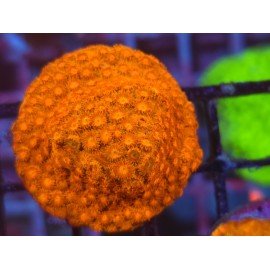 WWW TSA HI-C CYPHASTREA