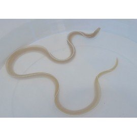 PSEUDECHIDNA BRUMMERI