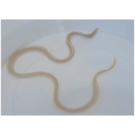 PSEUDECHIDNA BRUMMERI