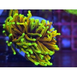 GOLD TORCH 24K 2 HEADS