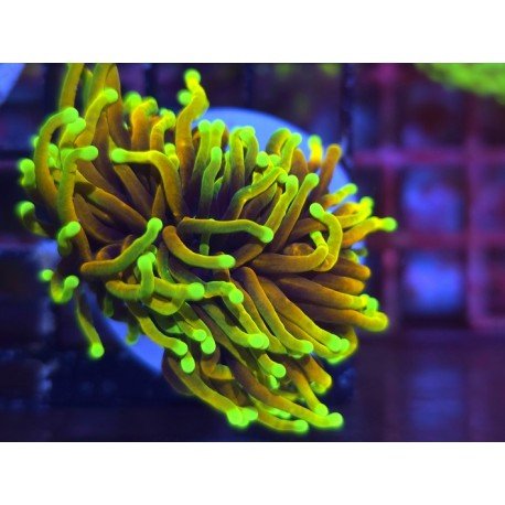 GOLD TORCH 24K 2 HEADS