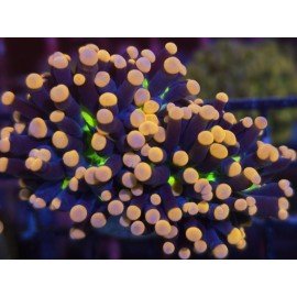 WWC JOKER TORCH DOBLE HEAD