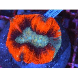 TRACHYPHILLIA ULTRA SUPERMAN