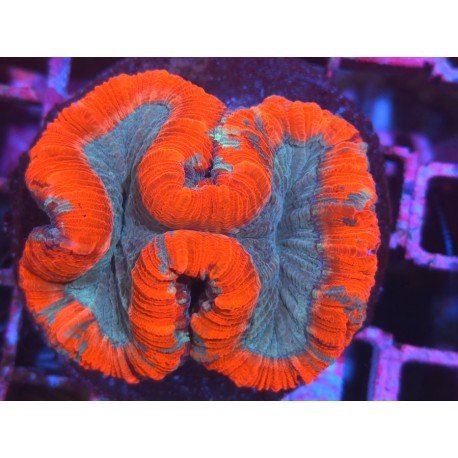 TRACHYPHILLIA ULTRA RED L