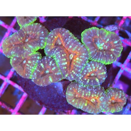 LOBOPHYLLIA CORIMBOSA XL 