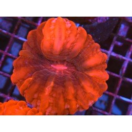 CYNARINA ULTRA RED L 