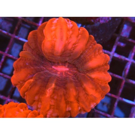 CYNARINA ULTRA RED L 