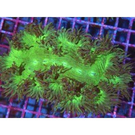 CATHALLAPHYLLIA JARDINEI ULTRA L 