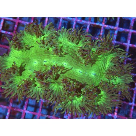 CATHALLAPHYLLIA JARDINEI ULTRA L 