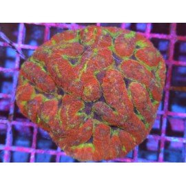 LOBOPHYLLIA ULTRA COLOR XXL 