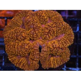 SYMPHILLIA ORANGE PINK CENTER L 