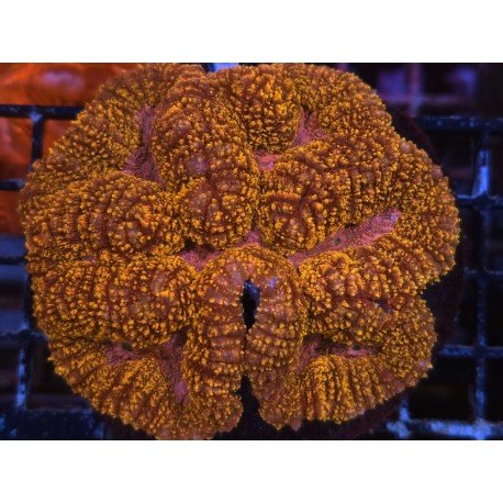 SYMPHILLIA ORANGE PINK CENTER L 