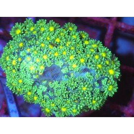 GONIOPORA SOLAR MOON XL