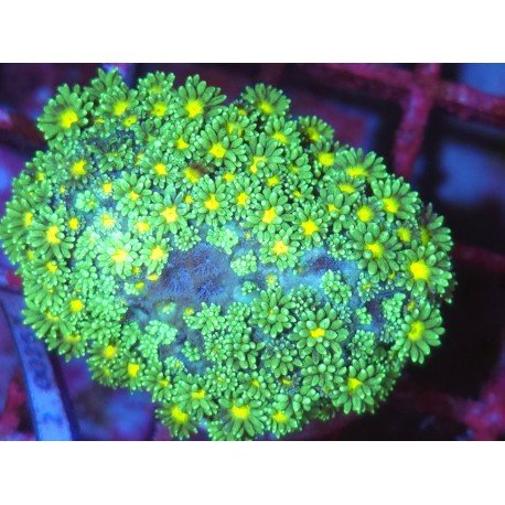 GONIOPORA SOLAR MOON XL