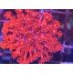 GONIOPORA ULTRA RED L 