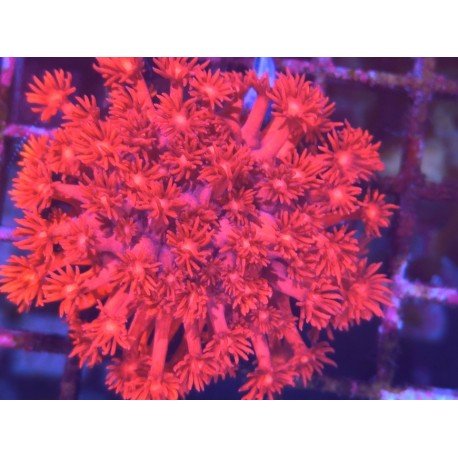 GONIOPORA ULTRA RED L 