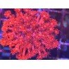GONIOPORA ULTRA RED L 