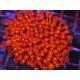 GONIOPORA ULTRA RED XL 