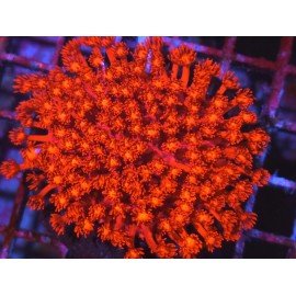 GONIOPORA ULTRA RED XL 