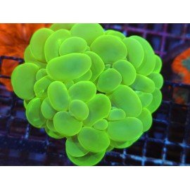 PLEROGYRA SINUOSA ULTRA GRADE XL 