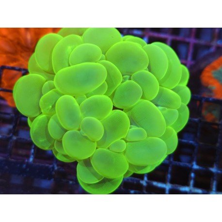 PLEROGYRA SINUOSA ULTRA GRADE XL 