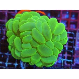 PLEROGYRA SINUOSA ULTRA GRADE XL 