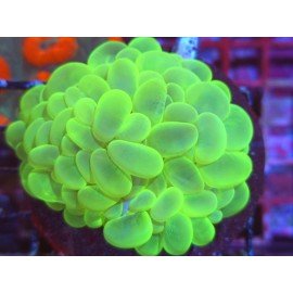 PLEROGYRA SINUOSA ULTRA GRADE XL 