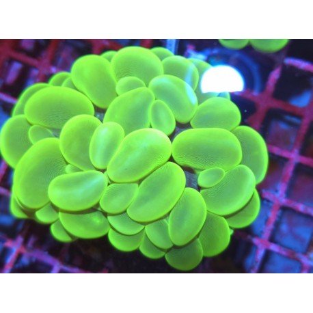 PLEROGYRA SINUOSA ULTRA GRADE XL 