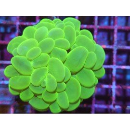 PLEROGYRA SINUOSA ULTRA GRADE XL 