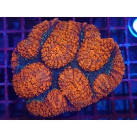 SYMPHILLIA ULTRA GRADE XXL 