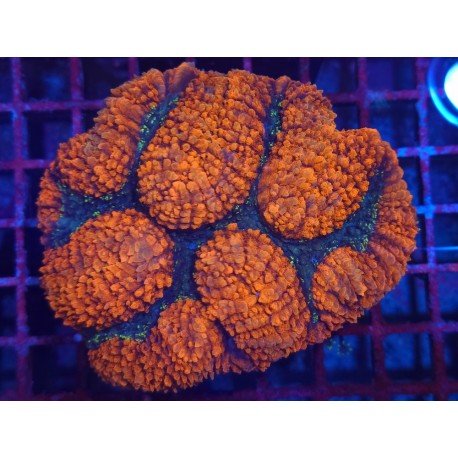 SYMPHILLIA ULTRA GRADE XXL 