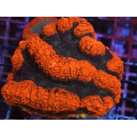 SYMPHILLIA ULTRA GRADE BLACK HOLE XL 