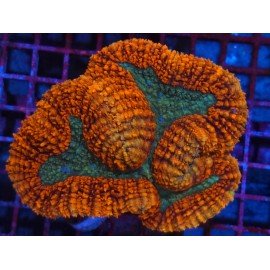 SYMPHILLIA ULTRA GRADE XXL 