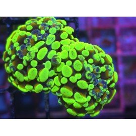 GOLDEN FOREST PARANCORA