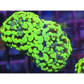 GOLDEN FOREST PARANCORA