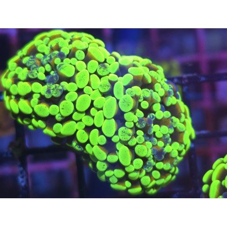 GOLDEN FOREST PARANCORA