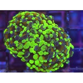 GOLDEN FOREST PARANCORA