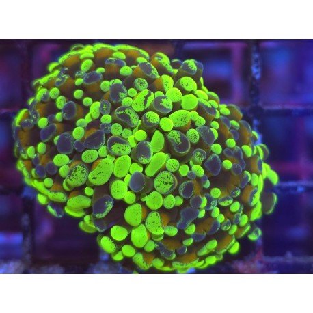 GOLDEN FOREST PARANCORA