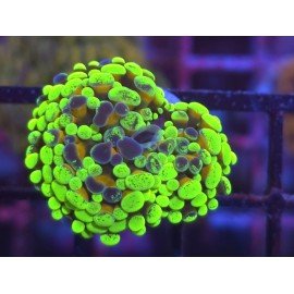 GOLDEN FOREST PARANCORA