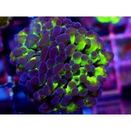 PARANCORA HOLOGRAM (SUPER PRECIO)