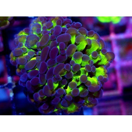 PARANCORA HOLOGRAM (SUPER PRECIO)