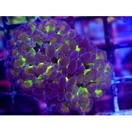 PARANCORA HOLOGRAM (SUPER PRECIO)