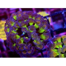 PARANCORA HOLOGRAM (SUPER PRECIO)