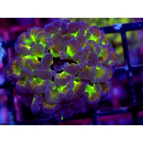 PARANCORA HOLOGRAM (SUPER PRECIO)