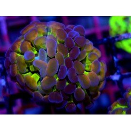 PARANCORA HOLOGRAM (SUPER PRECIO)