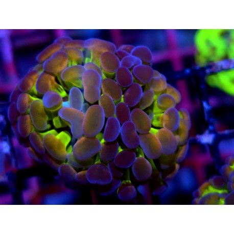 PARANCORA HOLOGRAM (SUPER PRECIO)